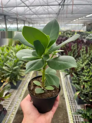 Clusia 'Princess' (Autograph Plant) — additional view