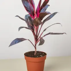 Cordyline 'Calypso Queen' houseplant