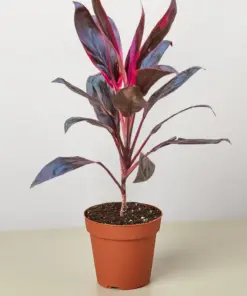 Cordyline 'Calypso Queen' houseplant