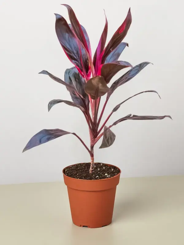 Cordyline 'Calypso Queen' houseplant