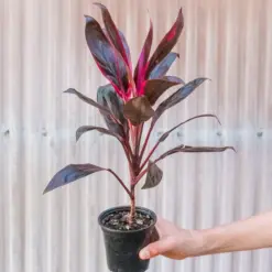 Cordyline 'Calypso Queen' — additional view