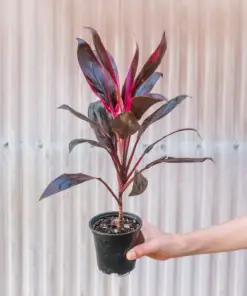 Cordyline 'Calypso Queen' — additional view