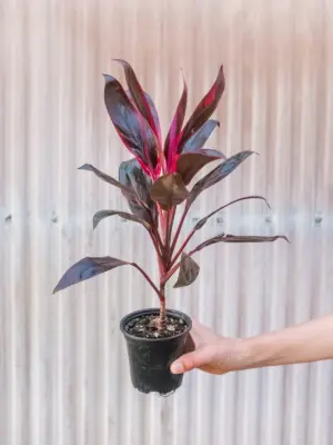Cordyline 'Calypso Queen' — additional view