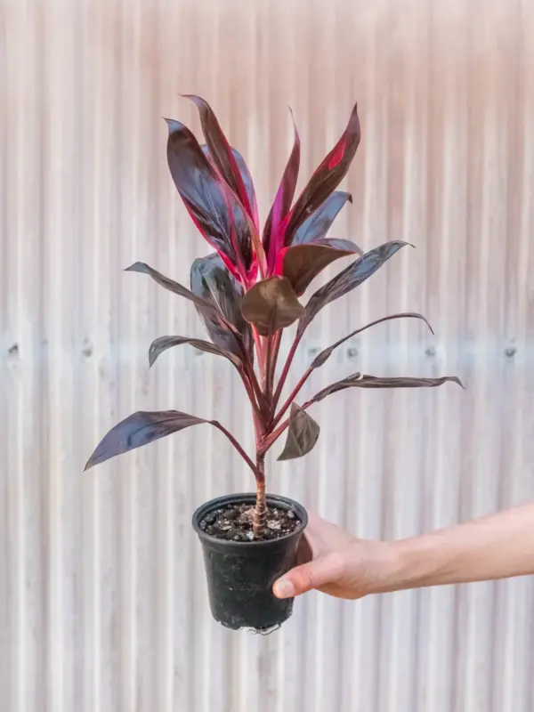 Cordyline 'Calypso Queen' — additional view