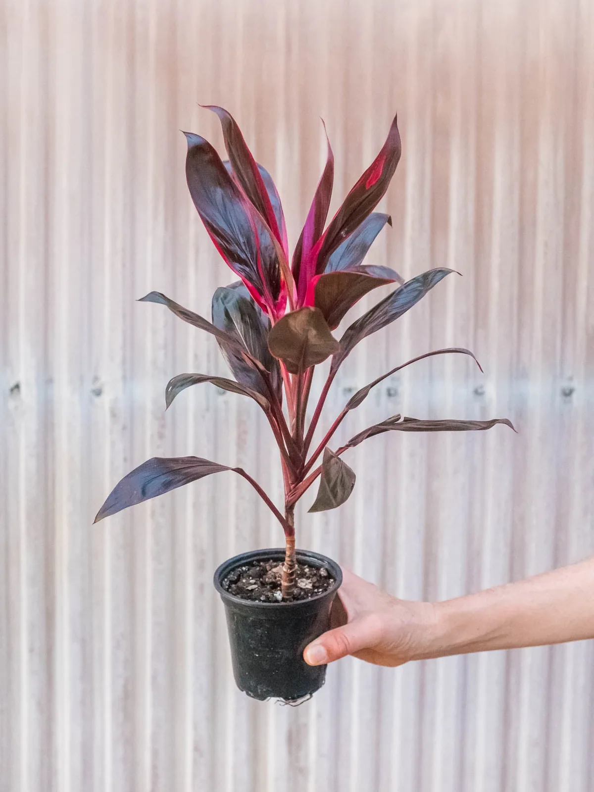 Cordyline 