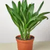 Cordyline Glauca houseplant
