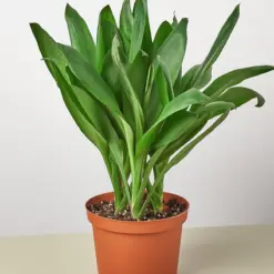 Cordyline Glauca houseplant