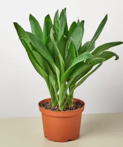 Cordyline Glauca houseplant