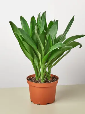 Cordyline Glauca houseplant