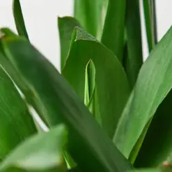 Cordyline Glauca — leaf detail close-up