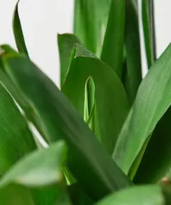Cordyline Glauca — leaf detail close-up