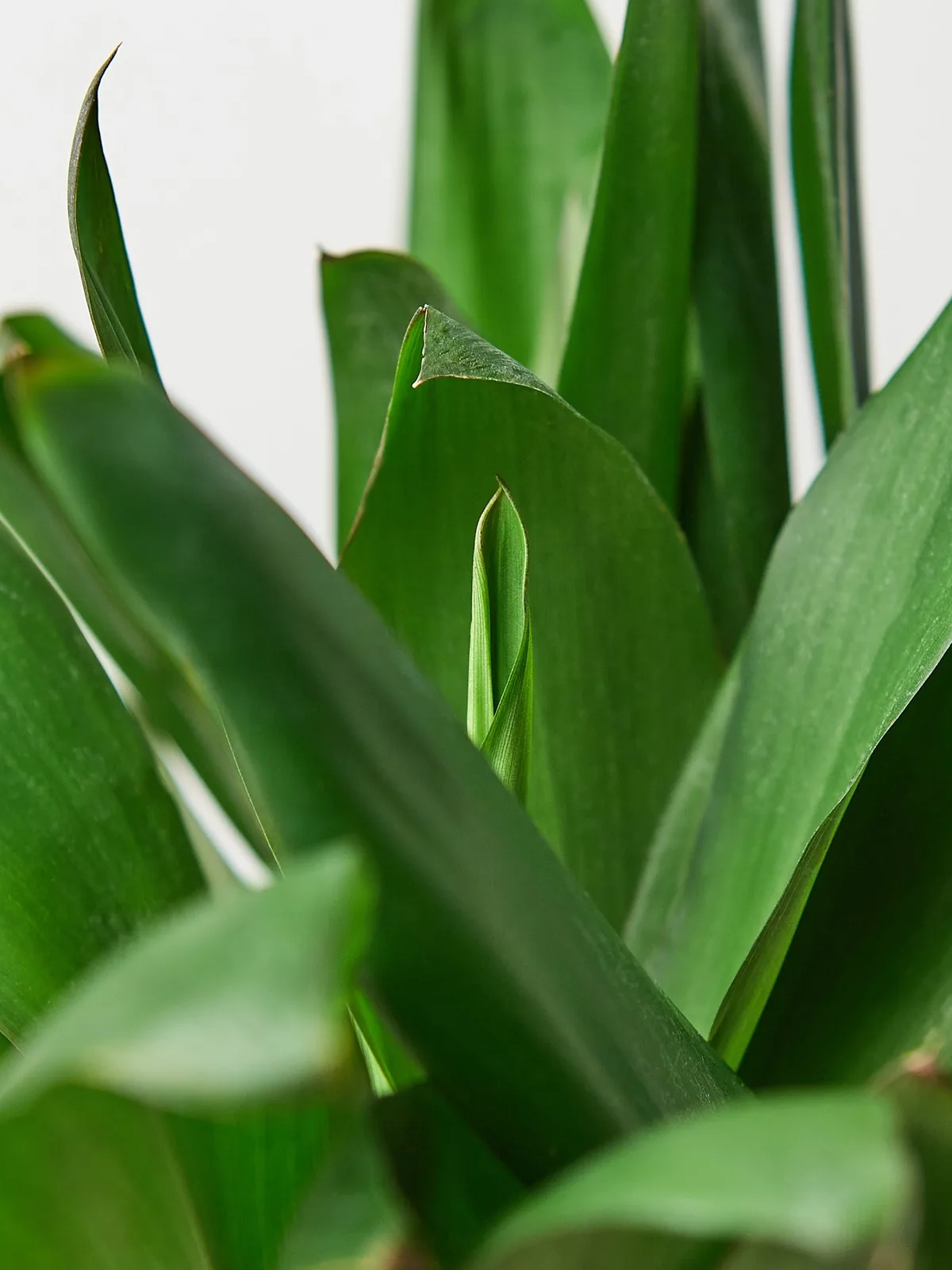 Cordyline Glauca — leaf detail close-up