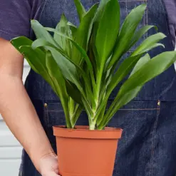 Cordyline Glauca — held in hand for size reference