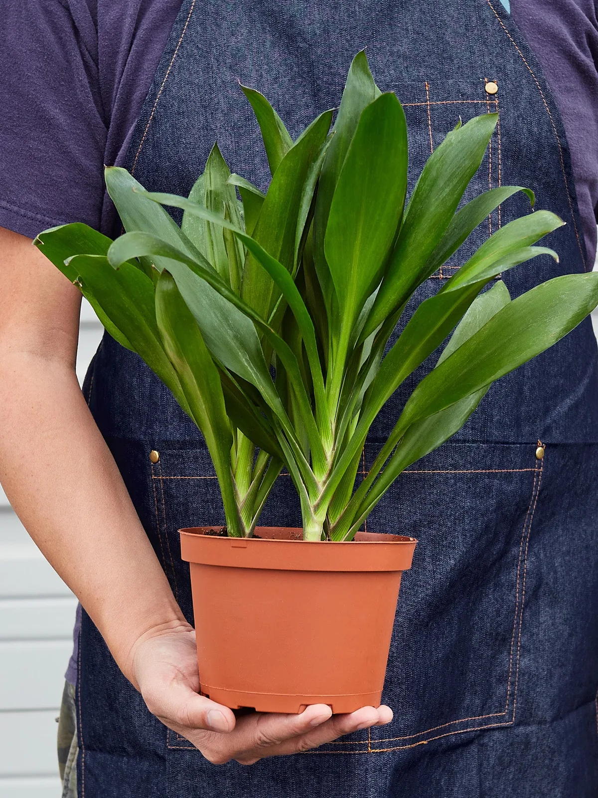 Cordyline Glauca — held in hand for size reference