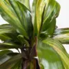 Cordyline Willies Gold houseplant