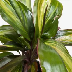 Cordyline Willies Gold houseplant
