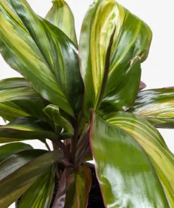 Cordyline Willies Gold houseplant