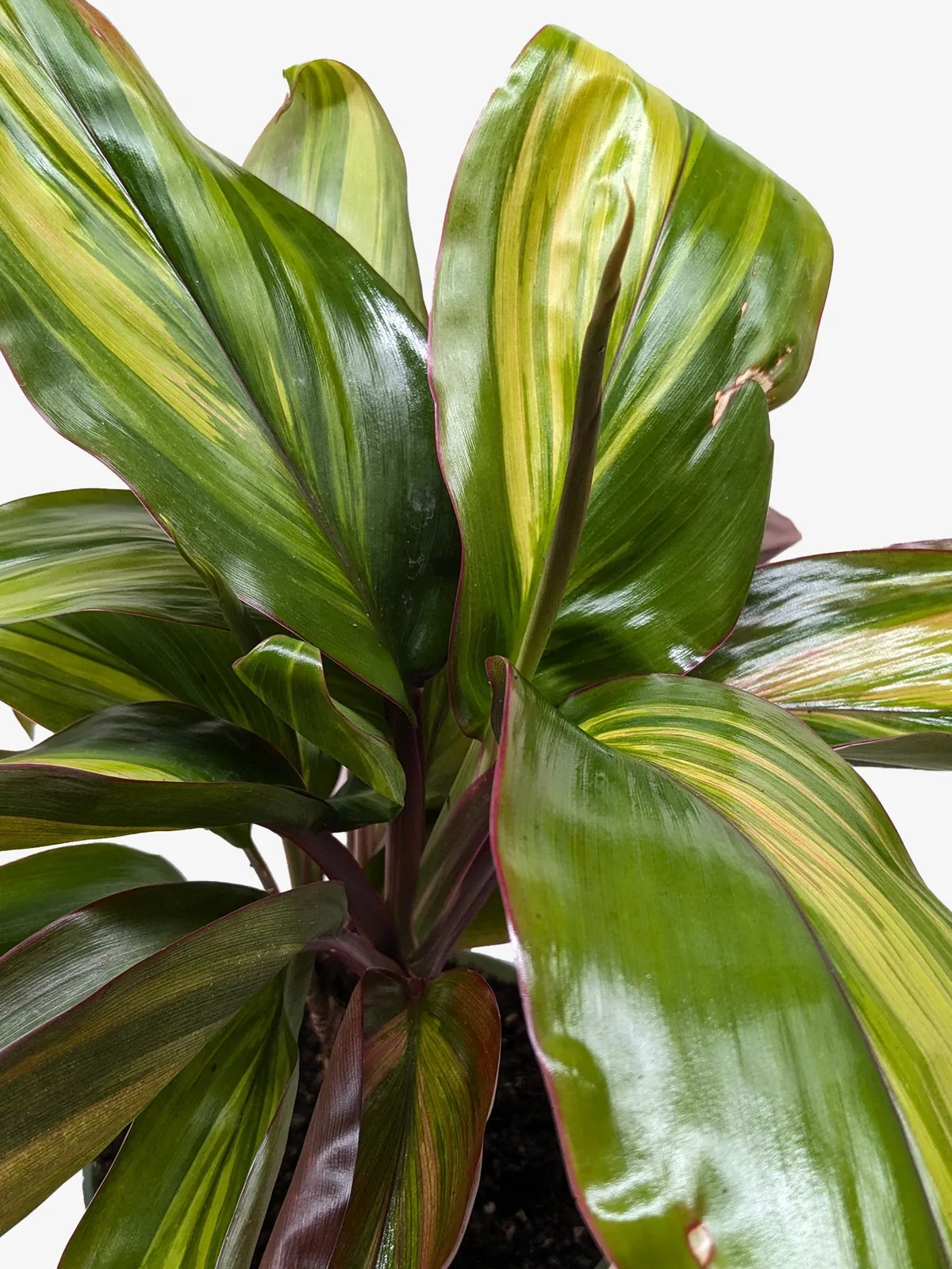 Cordyline Willies Gold houseplant
