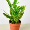 Croton 'Gold Dust' houseplant