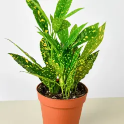 Croton 'Gold Dust' houseplant