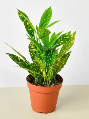 Croton 'Gold Dust' houseplant