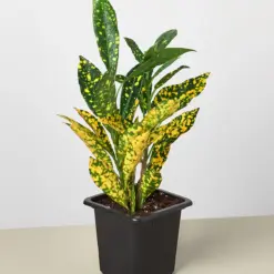 Croton 'Gold Dust' — additional view