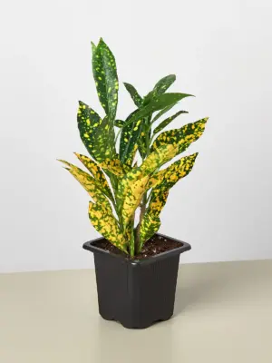 Croton 'Gold Dust' — additional view