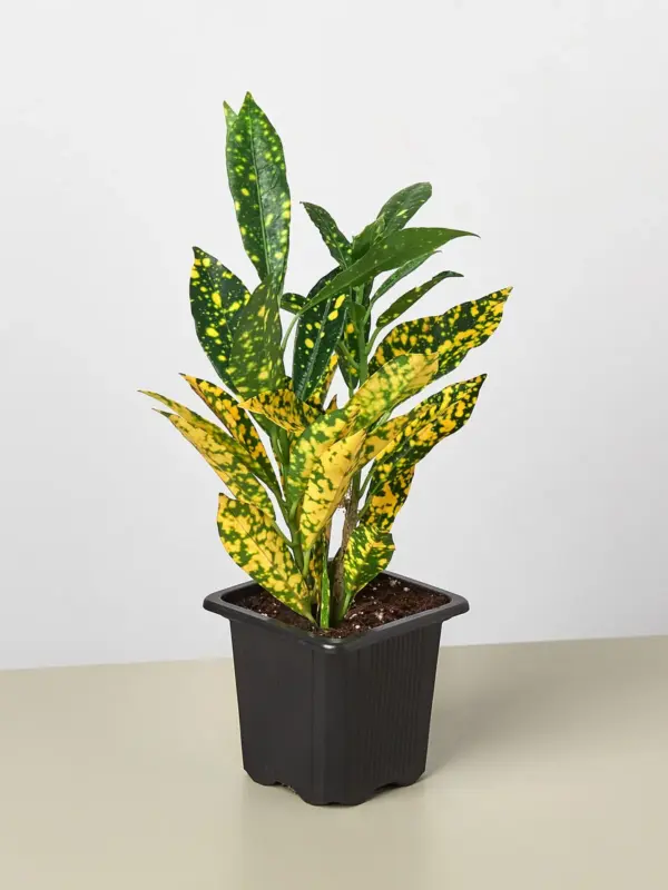 Croton 'Gold Dust' — additional view