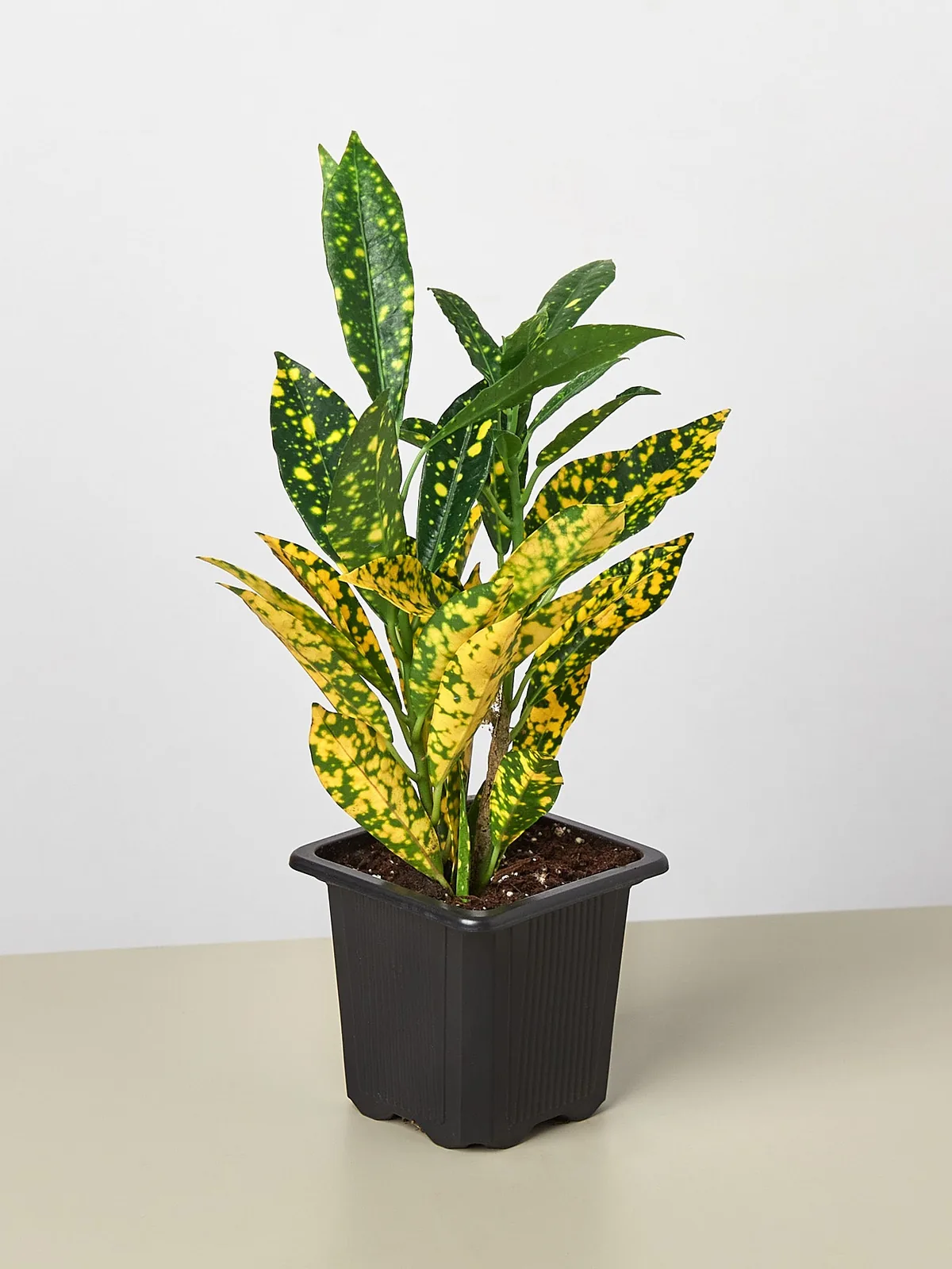 Croton 