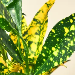 Croton 'Gold Dust' — additional view