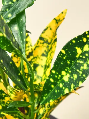 Croton 'Gold Dust' — additional view