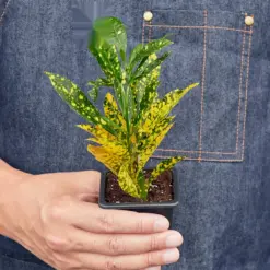 Croton 'Gold Dust' — additional view
