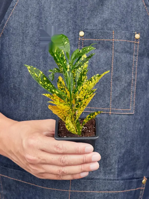 Croton 'Gold Dust' — additional view
