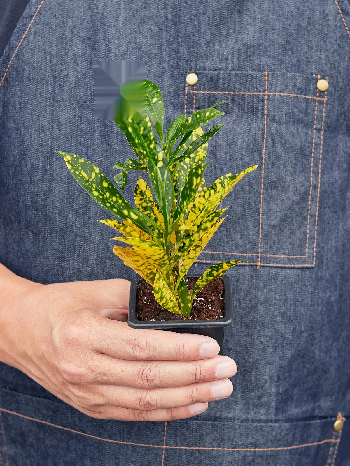 Croton 
