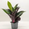 Croton 'Iceton' houseplant