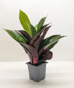 Croton 'Iceton' houseplant