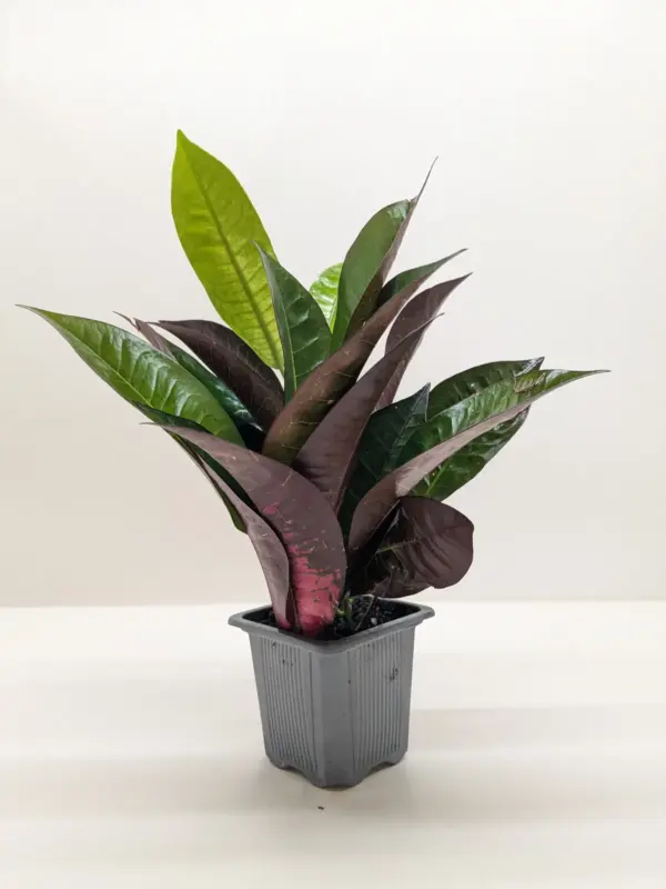 Croton 'Iceton' houseplant
