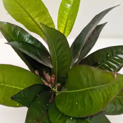 Croton 'Iceton' — additional view