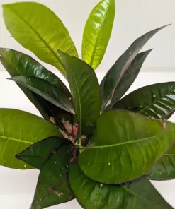 Croton 'Iceton' — additional view