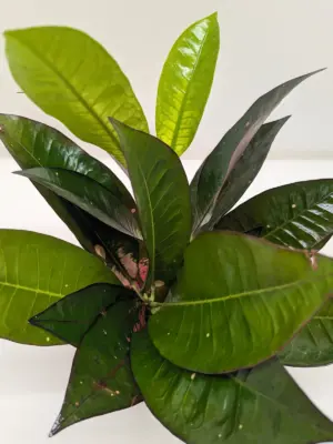 Croton 'Iceton' — additional view