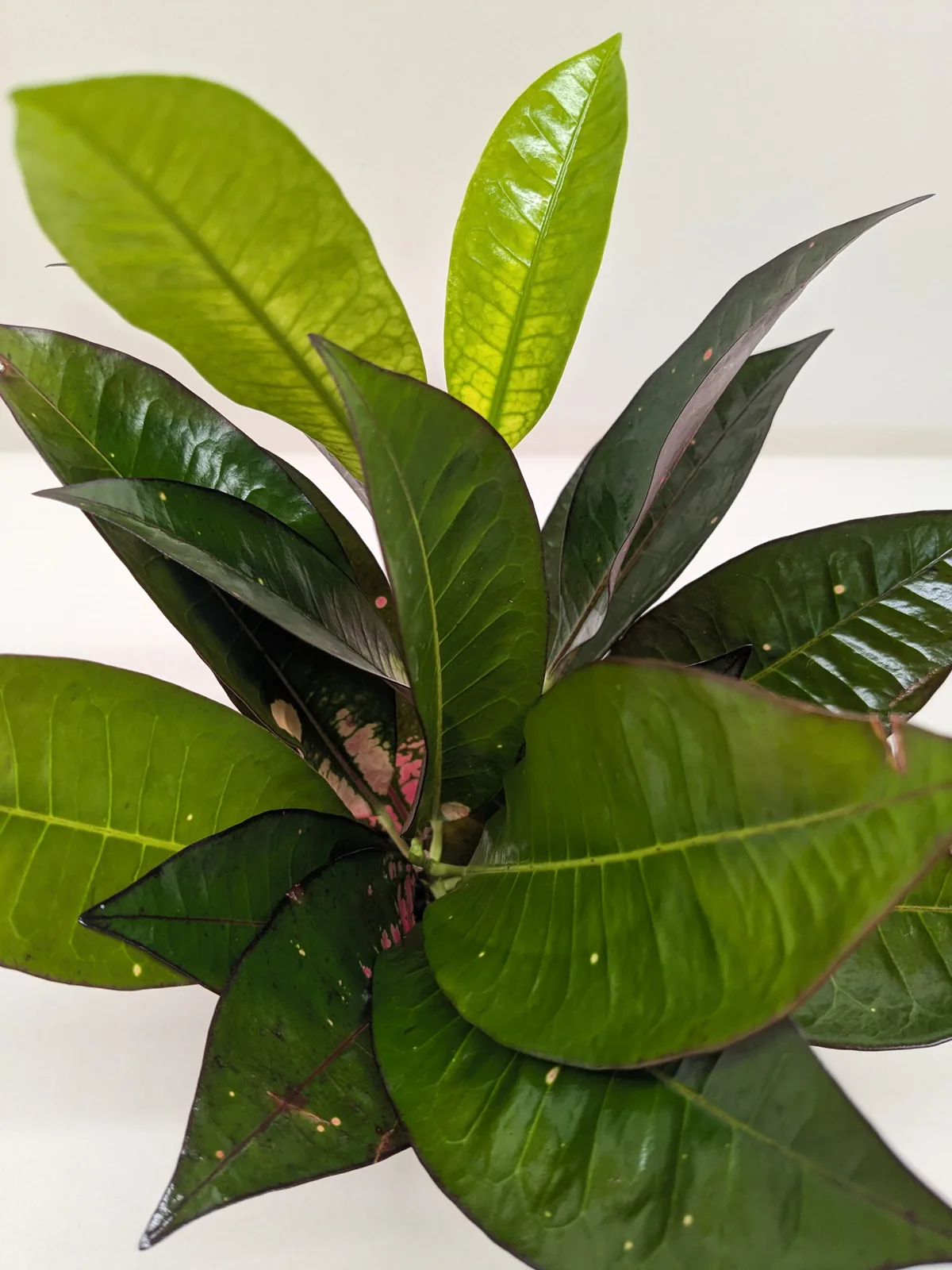 Croton 