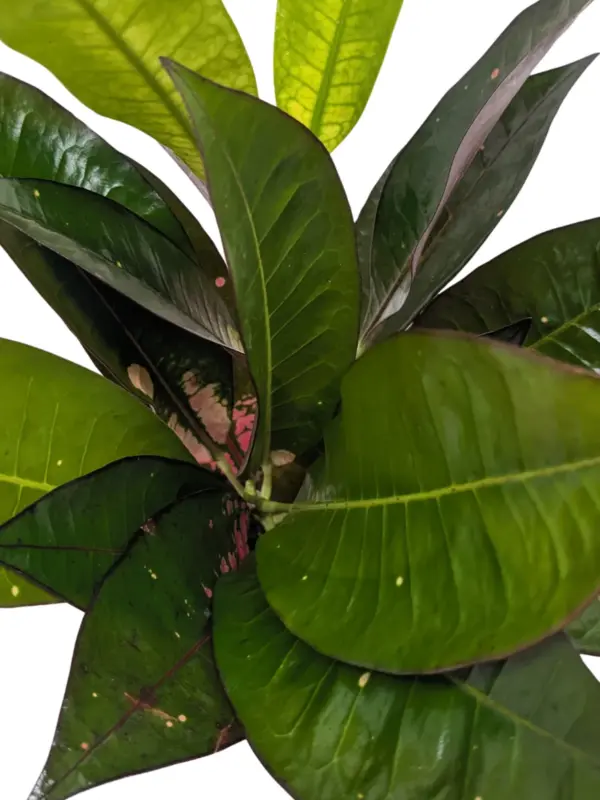 Croton 'Iceton' — square crop