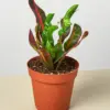 Croton Mammy houseplant
