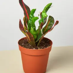 Croton Mammy houseplant