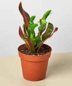 Croton Mammy houseplant