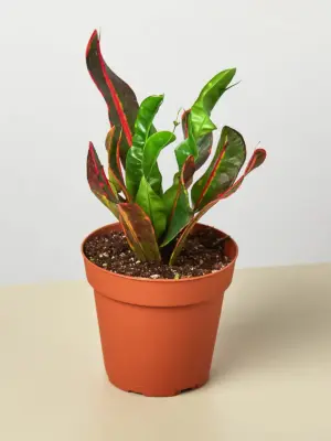 Croton Mammy houseplant