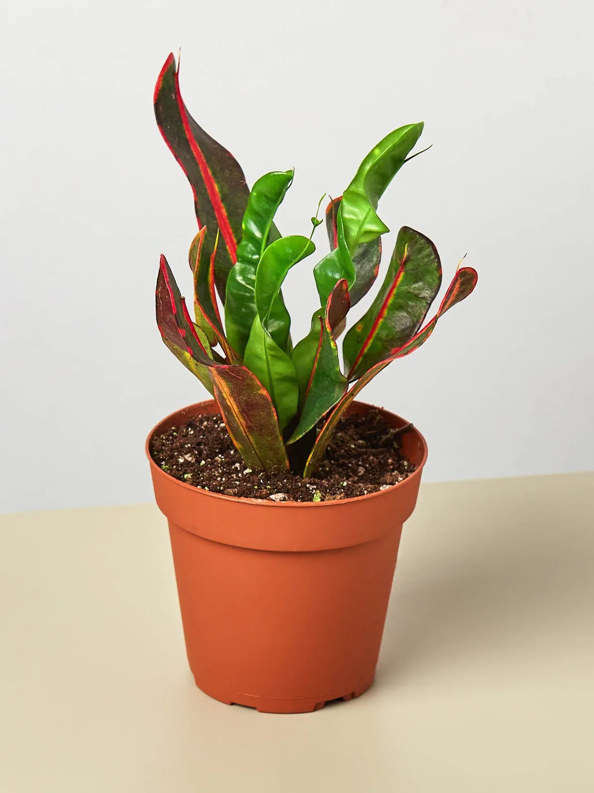 Croton Mammy houseplant