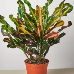 Croton Mammy — additional view