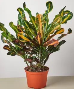 Croton Mammy — additional view