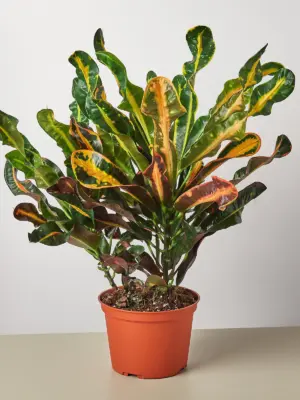 Croton Mammy — additional view